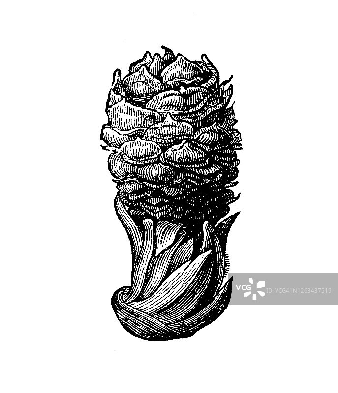 古老雕刻的松果插图图片素材
