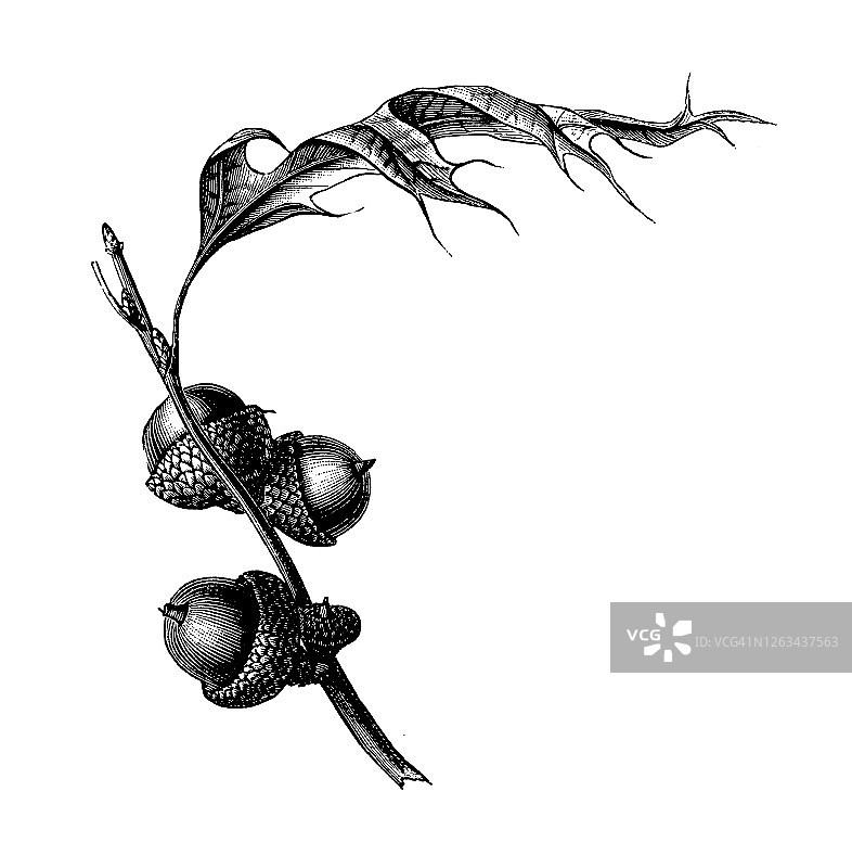 各种橡树树叶和橡子古老版画插图图片素材