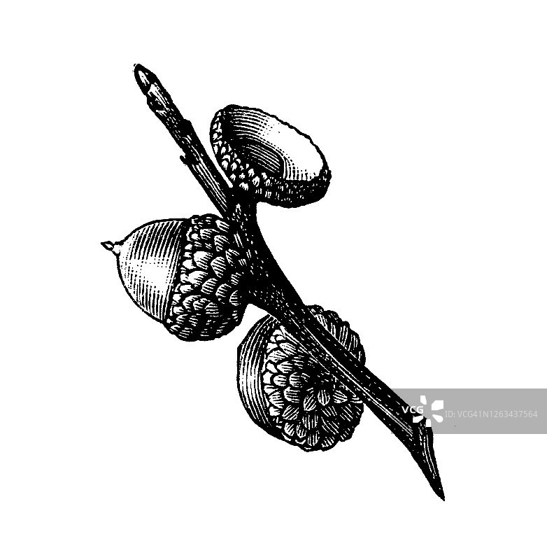 各种橡树树叶和橡子古老版画插图图片素材