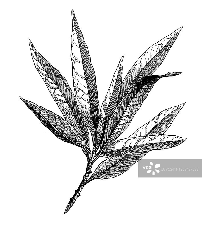 各种橡树树叶和橡子古老版画插图图片素材