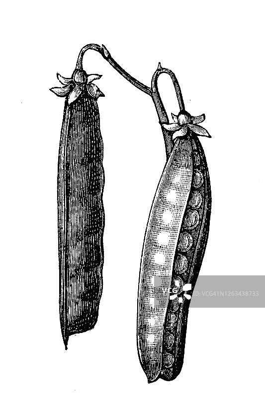 香豌豆蔬菜植物古老雕刻插图图片素材