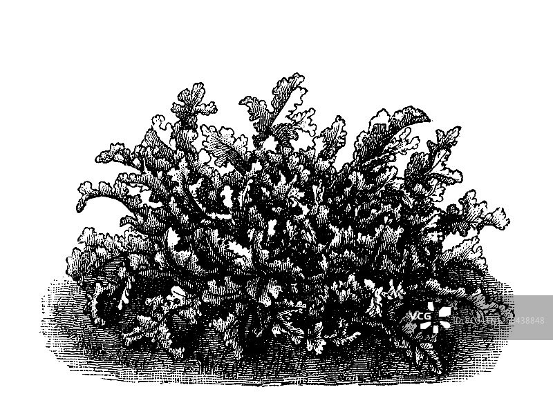 蔬菜植物菊苣花老式雕刻插图图片素材