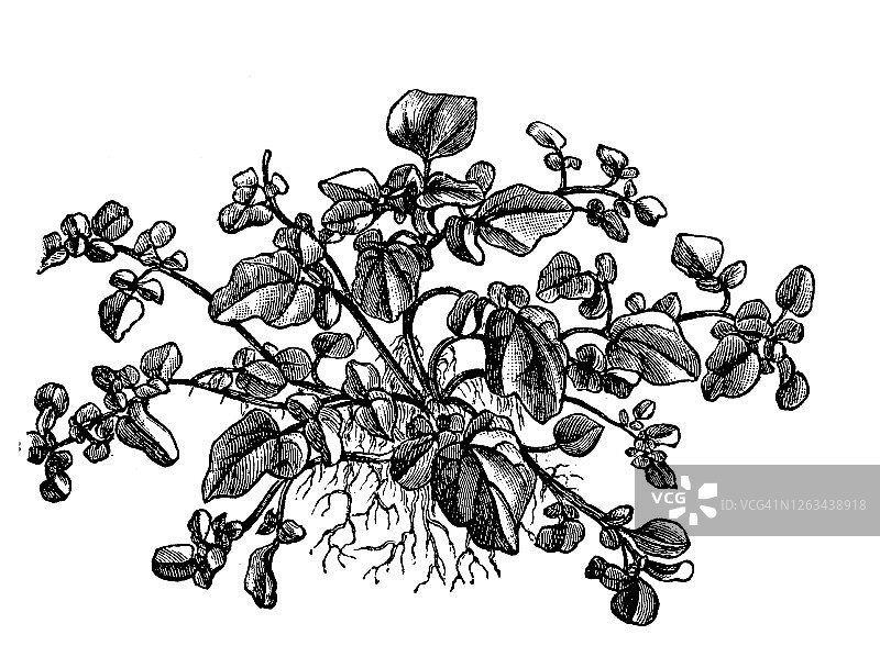 老式雕刻插图：豆瓣菜蔬菜植物图片素材