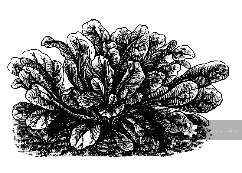 老式雕刻的玉米沙拉（Valerianella olitoria）蔬菜植物插图图片素材