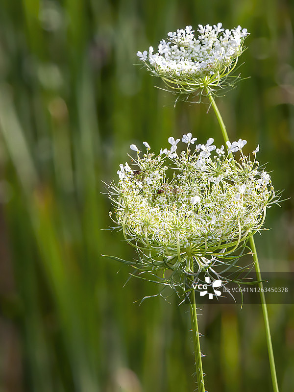 野胡萝卜花图片素材