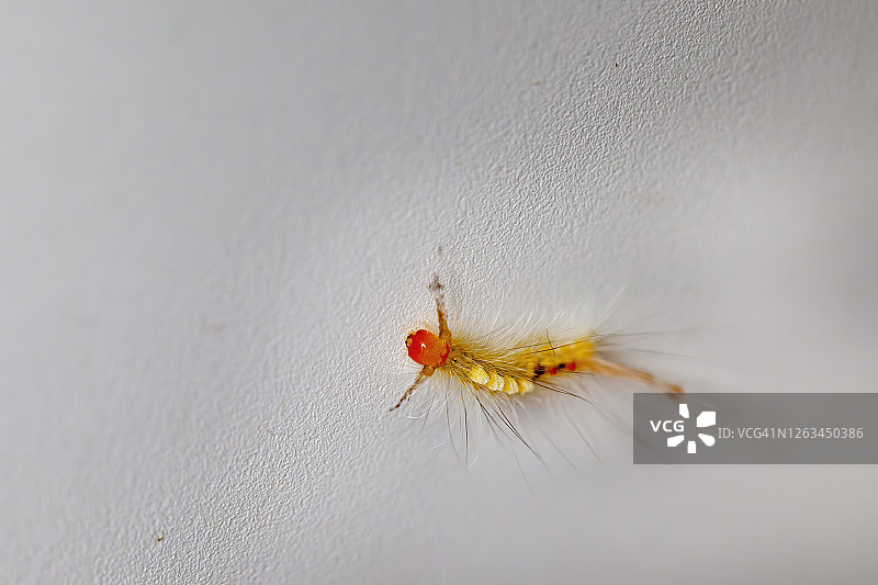 白纹灯蛾毛毛虫图片素材