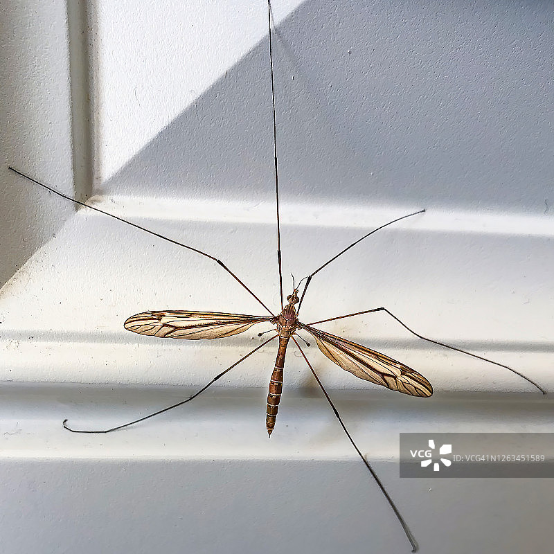 Crainfly图片素材