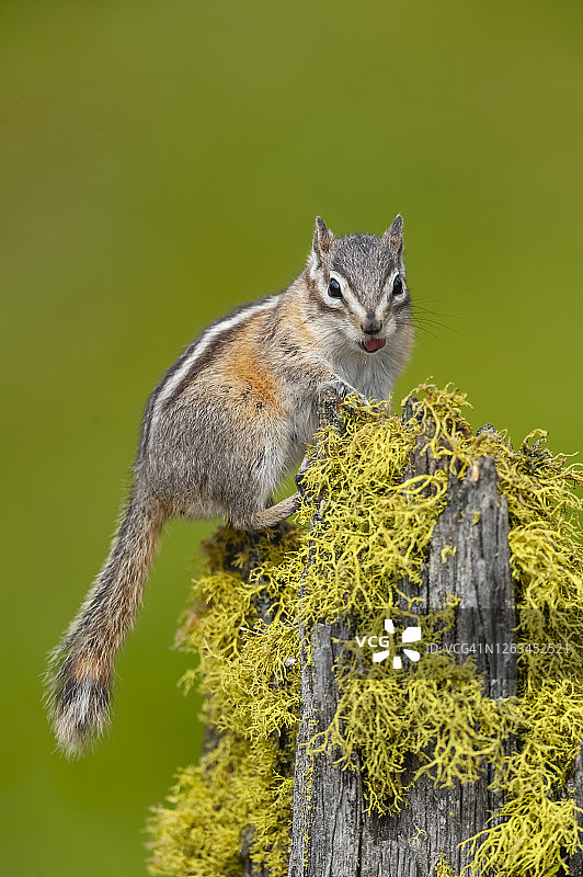 黄松鼠图片素材