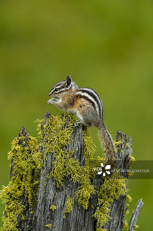黄松鼠图片素材