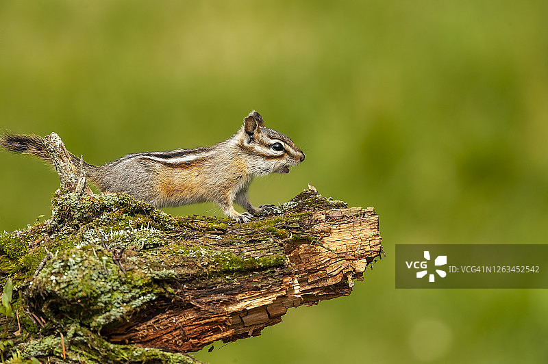 黄松鼠图片素材