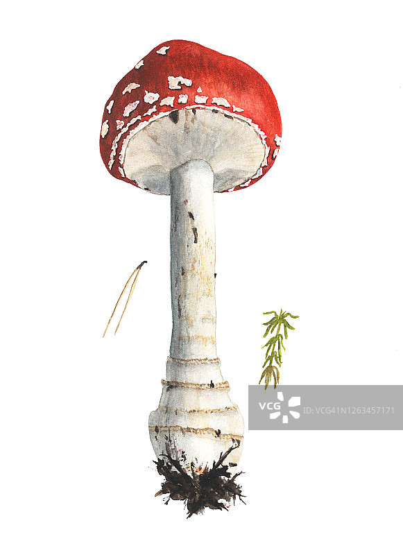手绘水彩红帽蘑菇图片素材