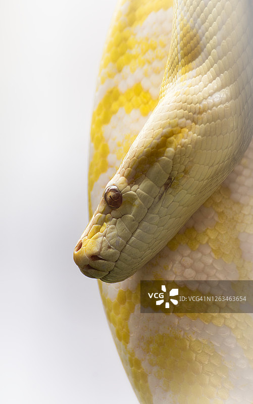 网纹蟒图片素材