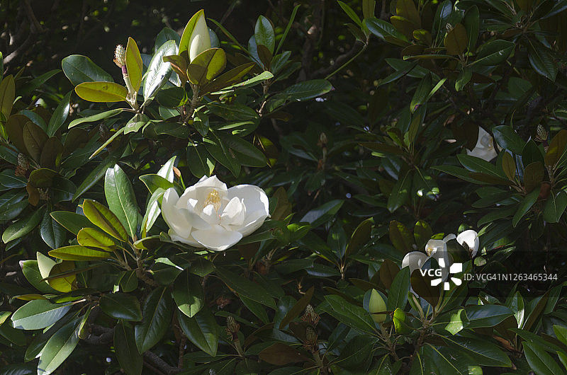 俗称甜 bay 玉兰或仅称甜 bay 的 Magnolia virginiana图片素材