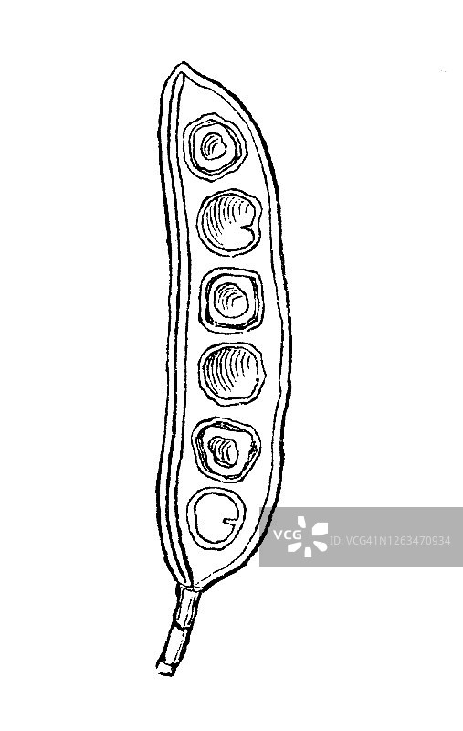 老式雕刻插图：罗望子（酸豆），药用植物图片素材