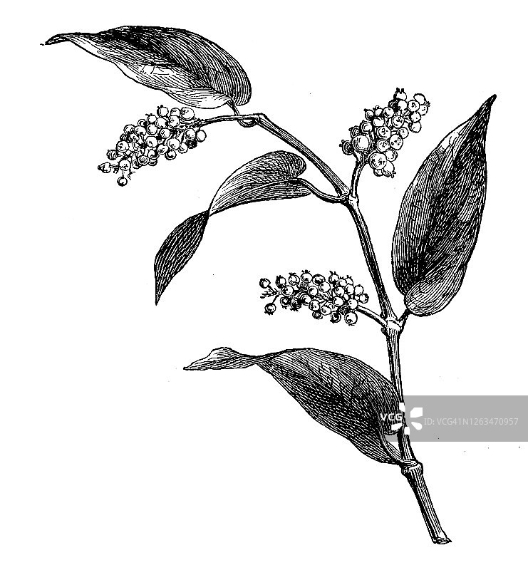 药用植物荜澄茄古老雕刻插图图片素材