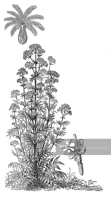 缬草药草老式雕刻插图图片素材