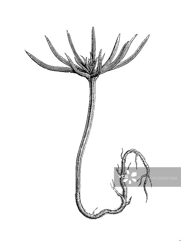 瑞士石松松果雕刻插图图片素材