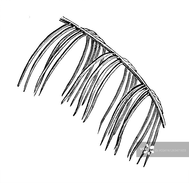 马拉帕棕榈树古老版画插图图片素材