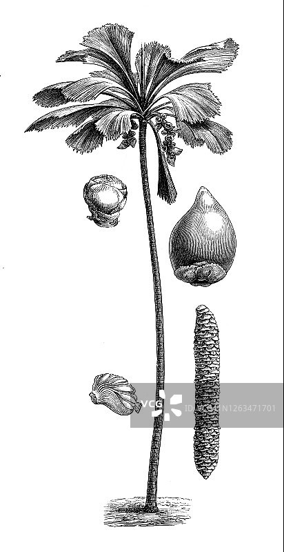 海椰子旧版画插图图片素材