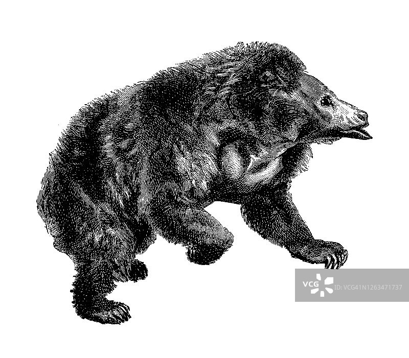 古老的雕刻插图：熊形树懒图片素材