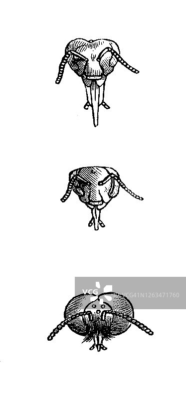 蜜蜂古版画：雄蜂、蜂王和工蜂图片素材