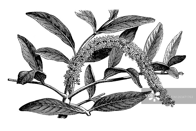古老的雕刻插图：巴拉圭毛果芸香，药用植物图片素材