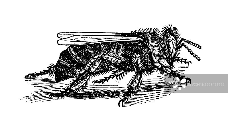 古版画：蜜蜂，蜂王图片素材