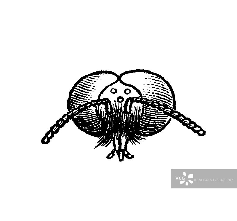 关于蜜蜂的古老雕刻插图：雄蜂图片素材