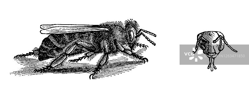 古版画：蜜蜂，蜂王图片素材