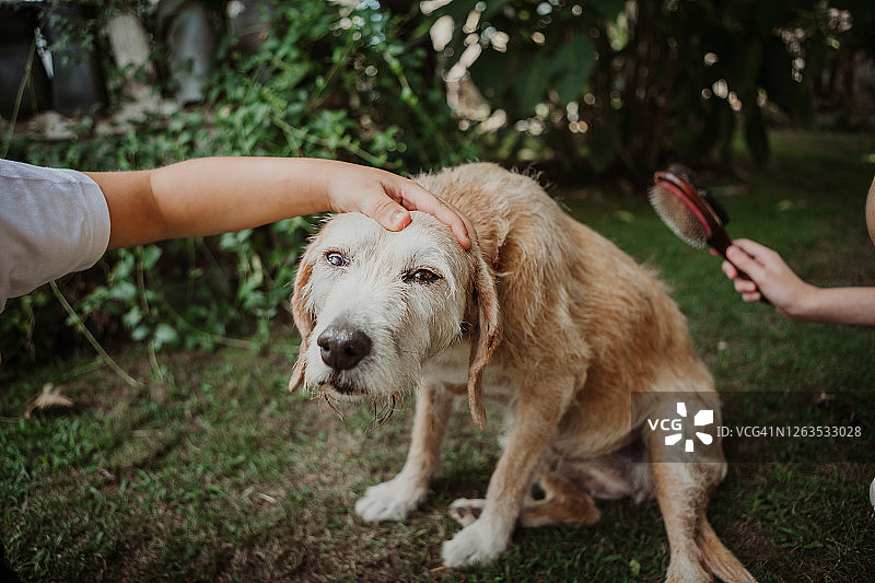 青少年男孩用梳子给老狗梳毛图片素材