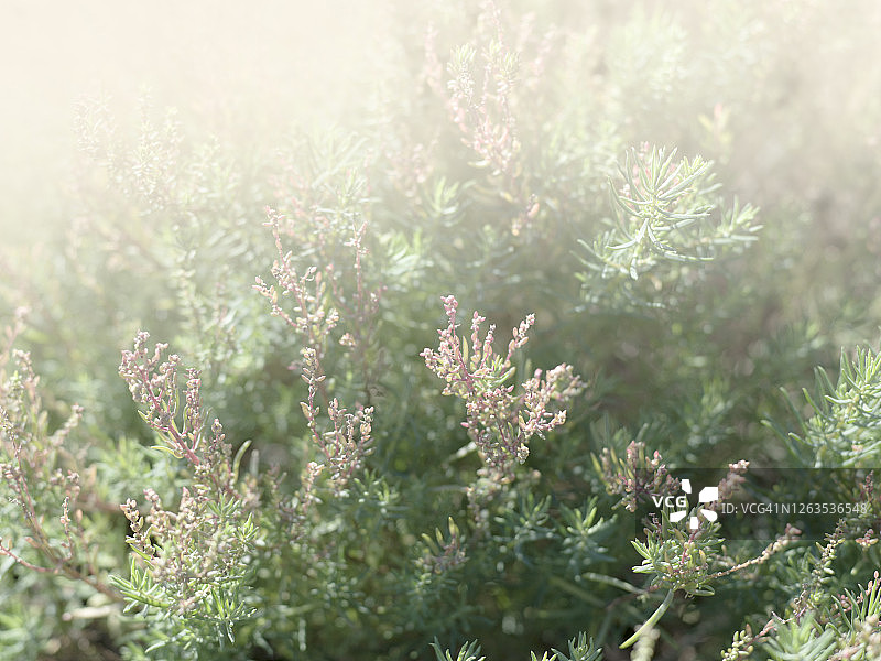 植物细节图片素材