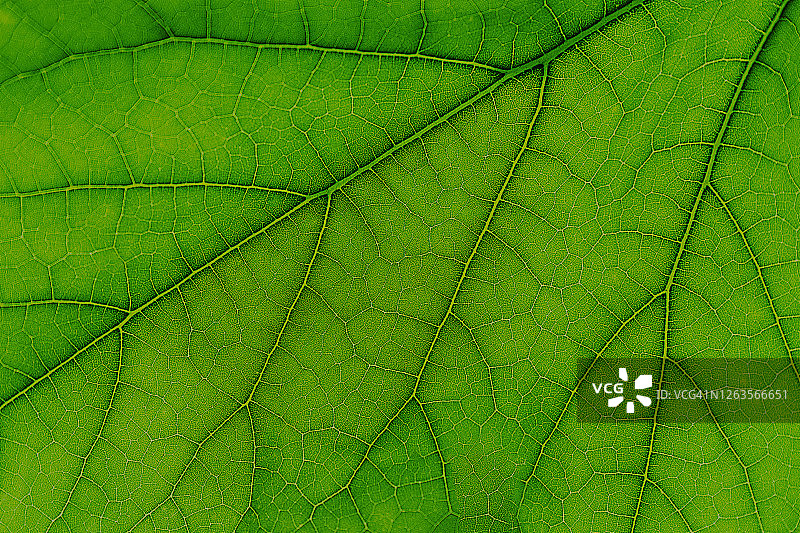 绿色树叶背景图片素材