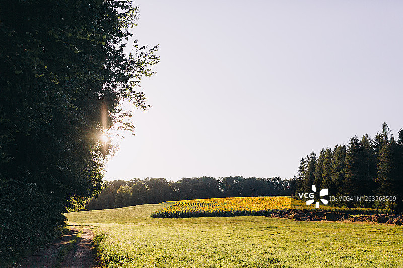 森林间草地上的向日葵田野图片素材