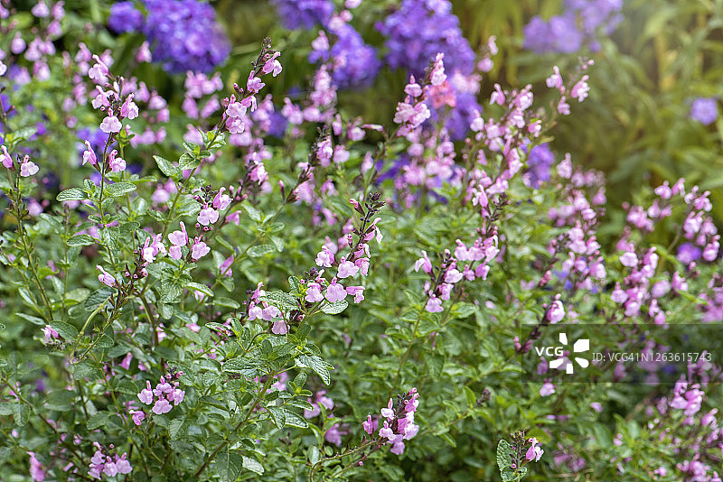 娇嫩的夏季花朵：萨尔维亚图片素材