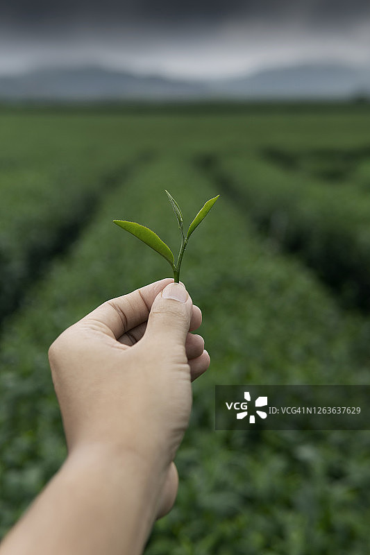 茶园中采摘茶叶的手图片素材
