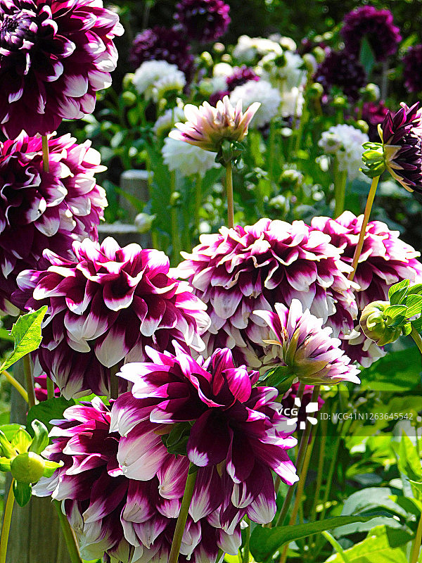 大丽花特写图片素材