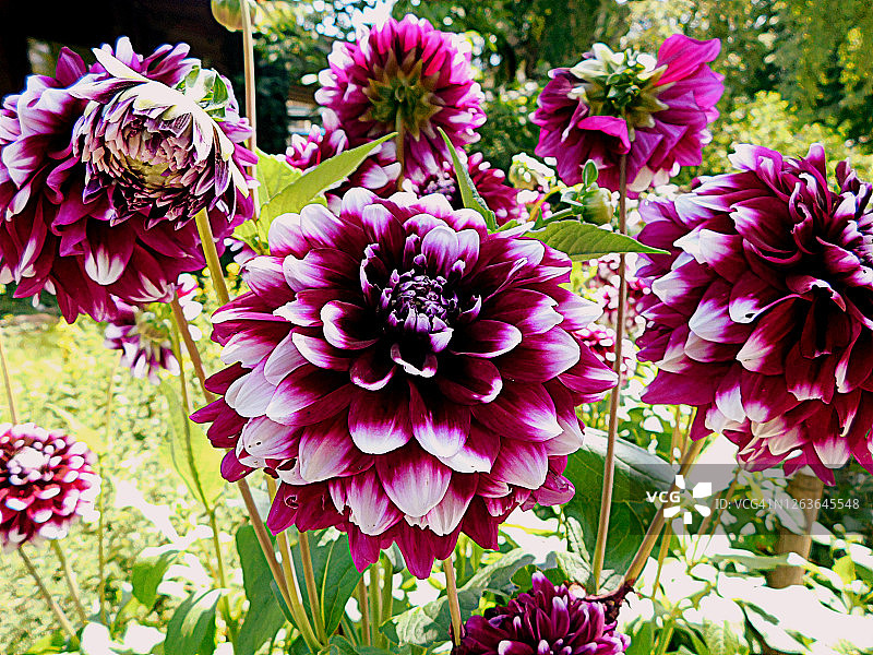 大丽花特写图片素材