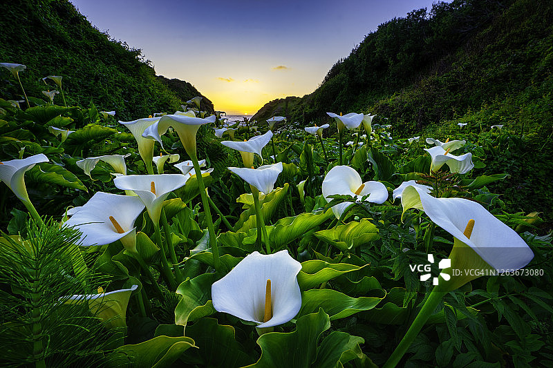 大瑟尔海岸的马蹄莲丛图片素材