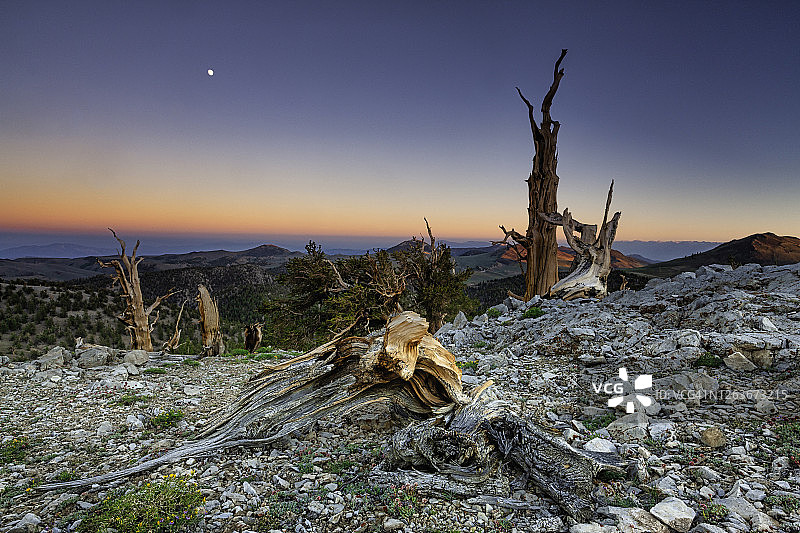 怀特山脉暮色中的狐尾松图片素材