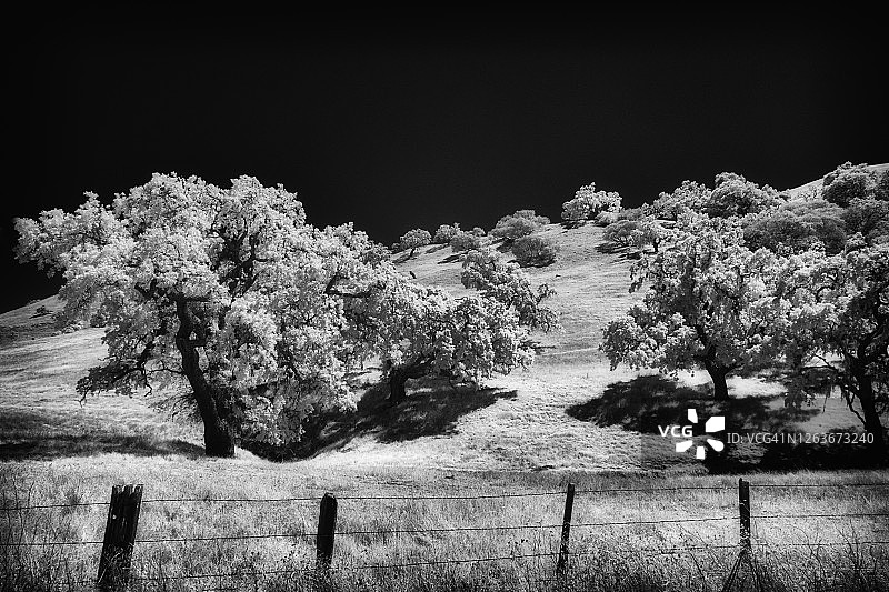 山坡上的红外线沿海活橡树图片素材