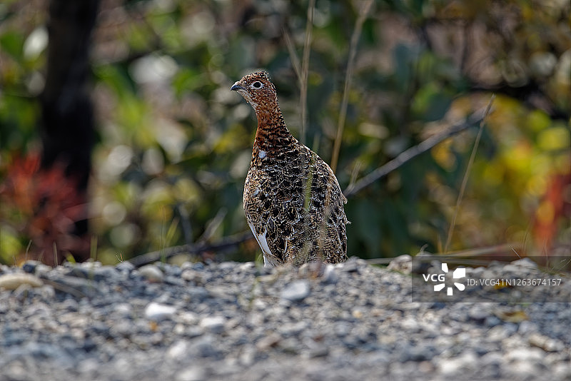 德纳里国家公园路边快照图片素材