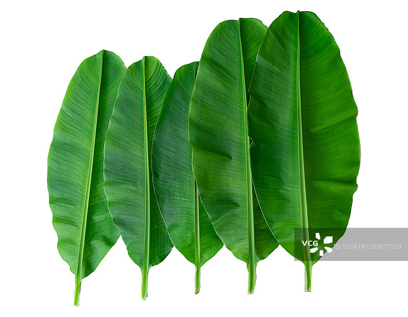 香蕉叶素材合集图片素材