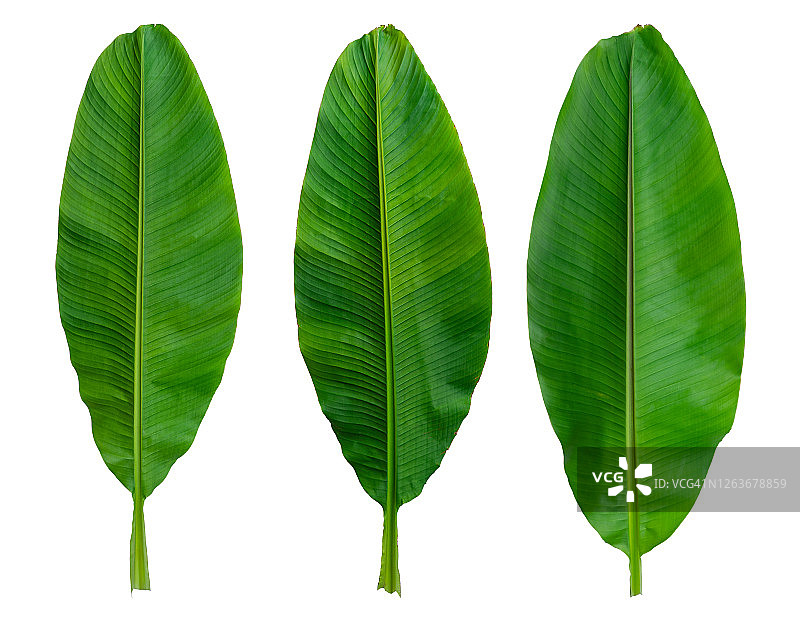 香蕉叶素材合集图片素材