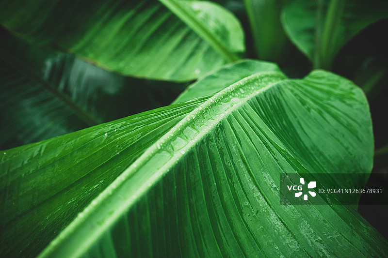 香蕉叶上雨后的水滴图片素材