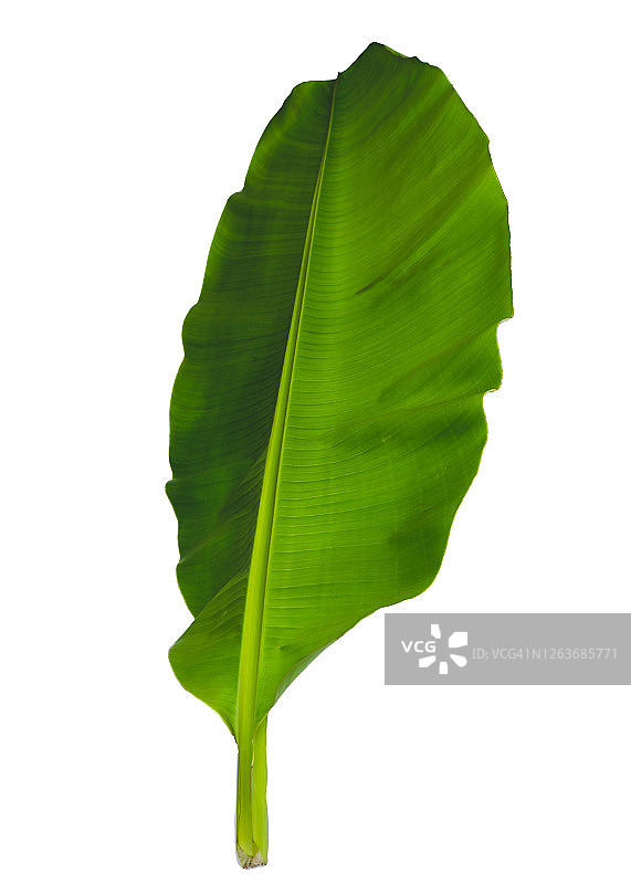 用作设计元素或轮廓的香蕉叶，包括白色背景上的剪切路径图片素材