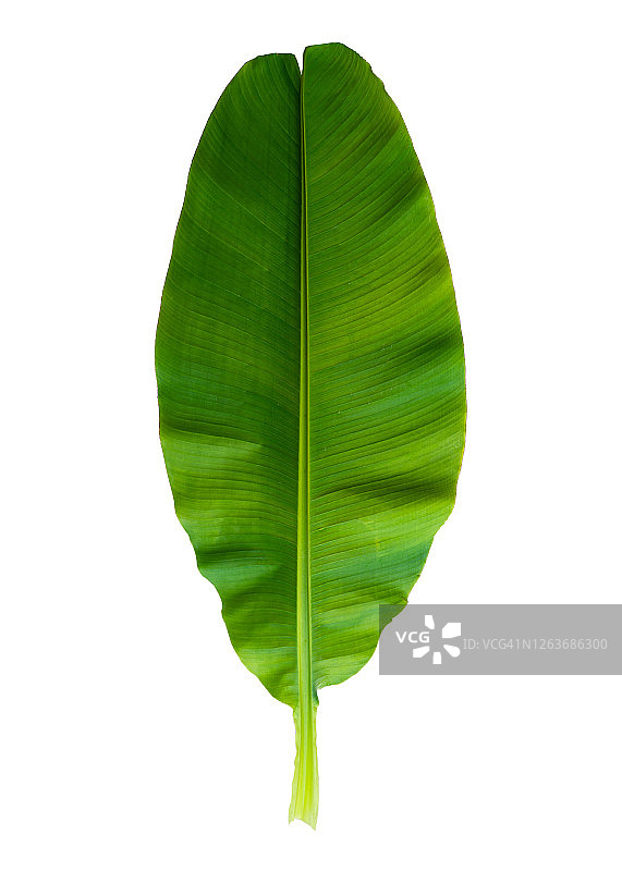 用作设计元素或轮廓的香蕉叶，包括白色背景上的剪切路径图片素材
