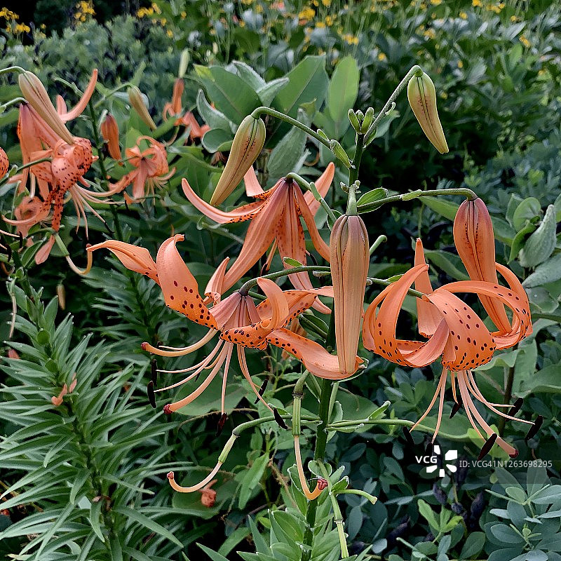 花园里的老虎百合花图片素材