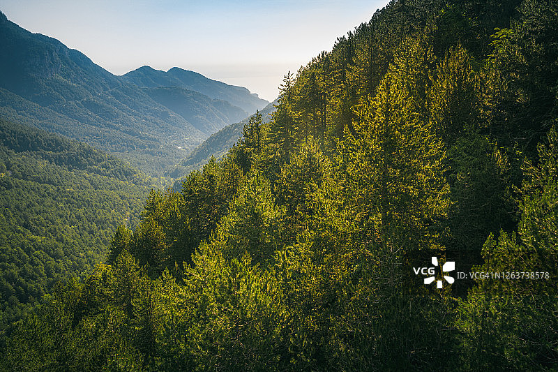奥林匹斯山国家公园埃尼佩夫斯峡谷的松树林图片素材