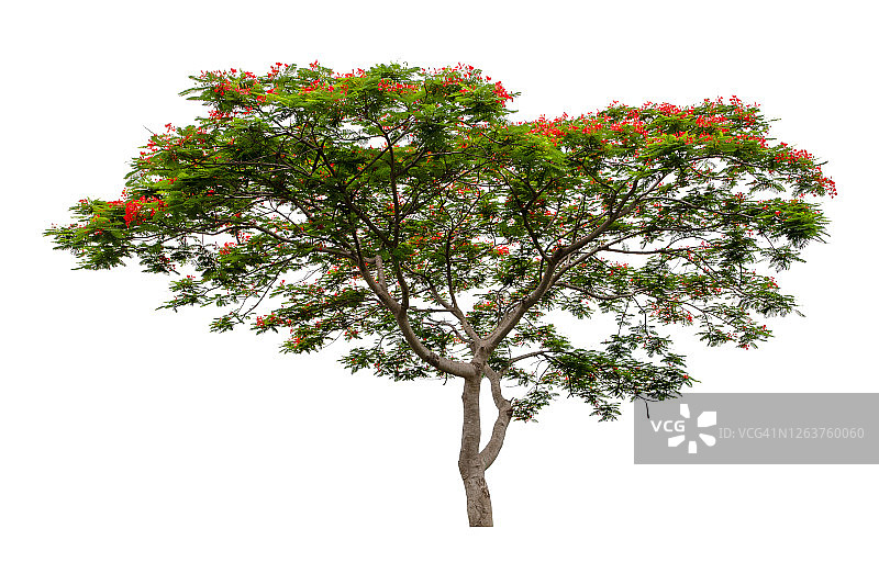 白色背景上孤立的大绿树。图片素材