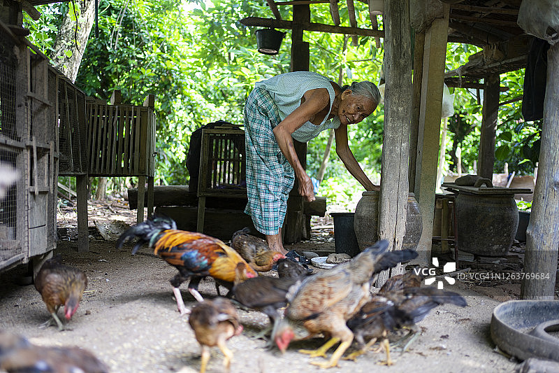 在有机农场喂鸡的东亚奶奶图片素材